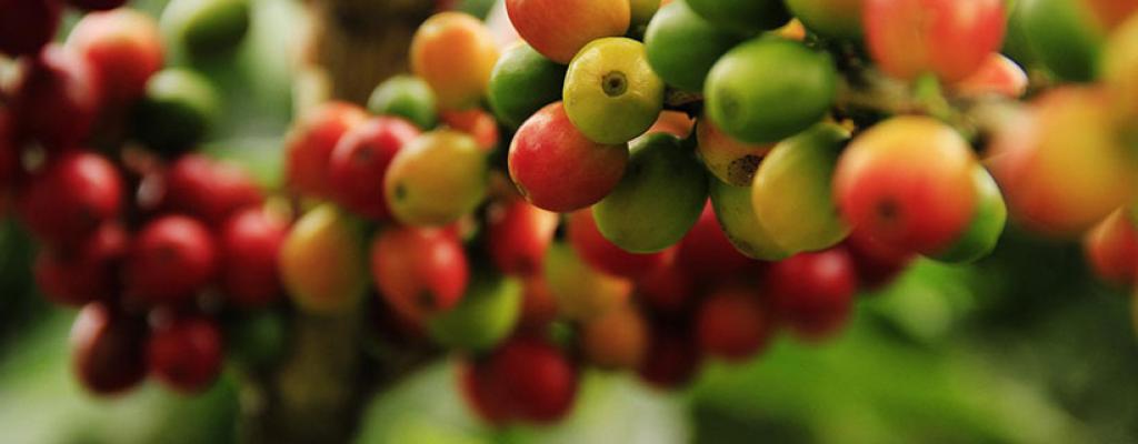 About Emyooga Coffee